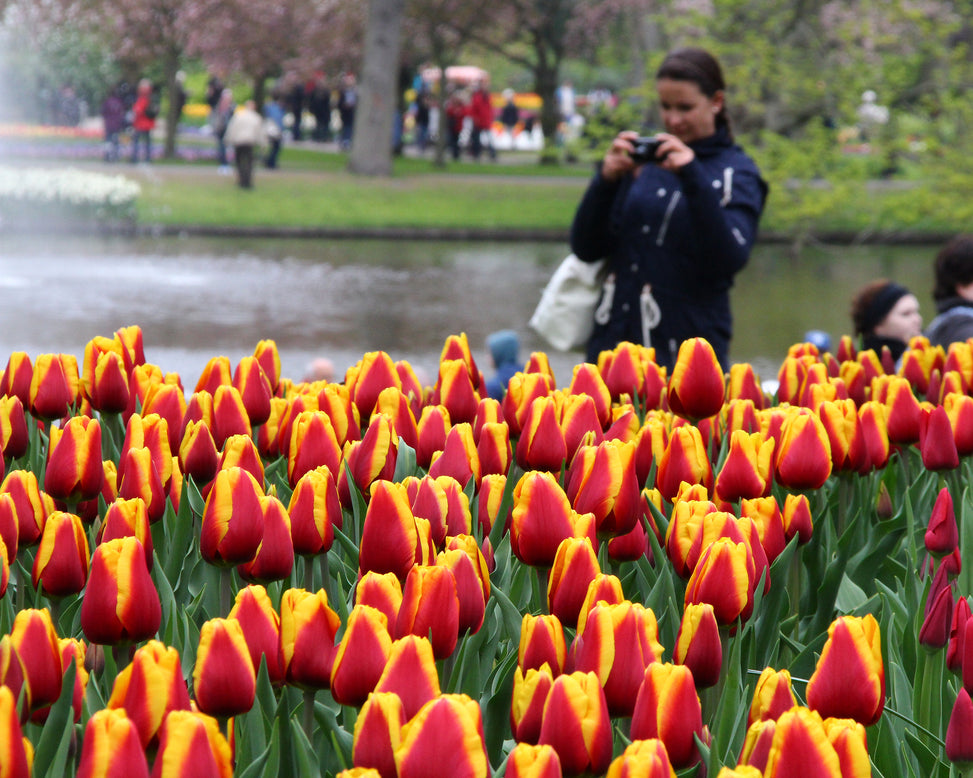 Tulip 'Dow Jones'