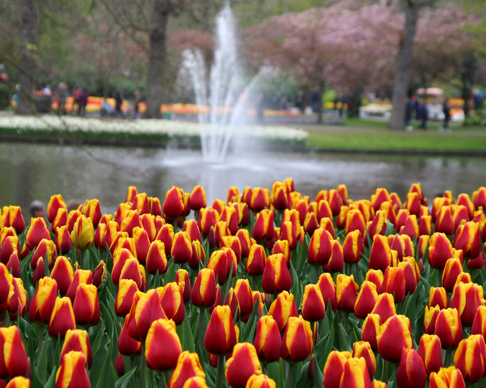 Tulip 'Dow Jones'