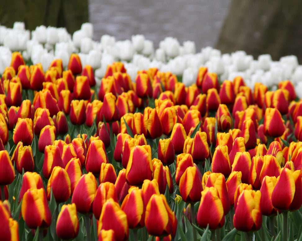 Tulip 'Dow Jones'