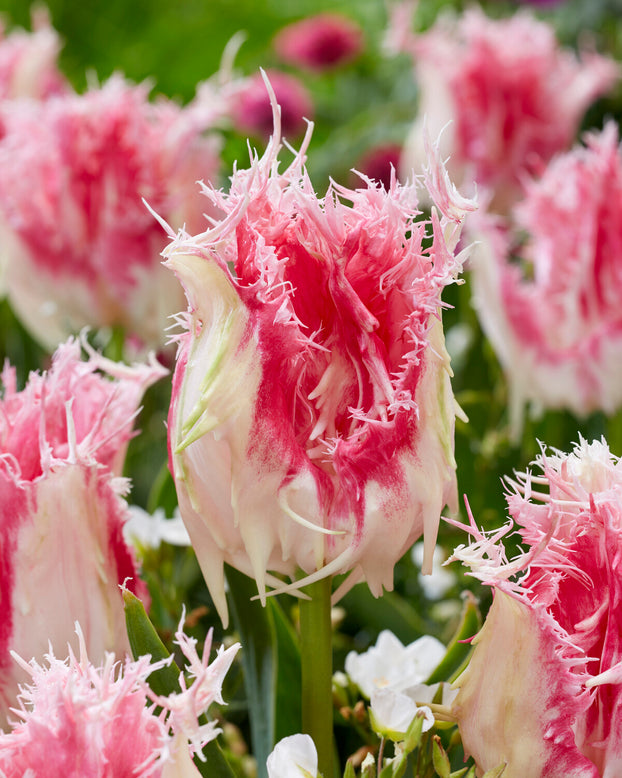 Tulip 'Drakensteyn'