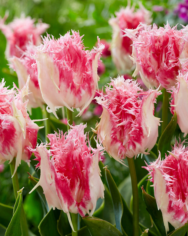 Tulip 'Drakensteyn'