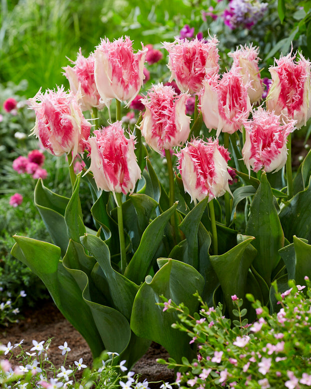 Tulip 'Drakensteyn'