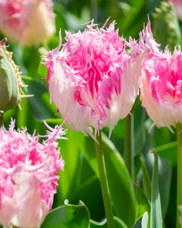 Tulip 'Drakensteyn'