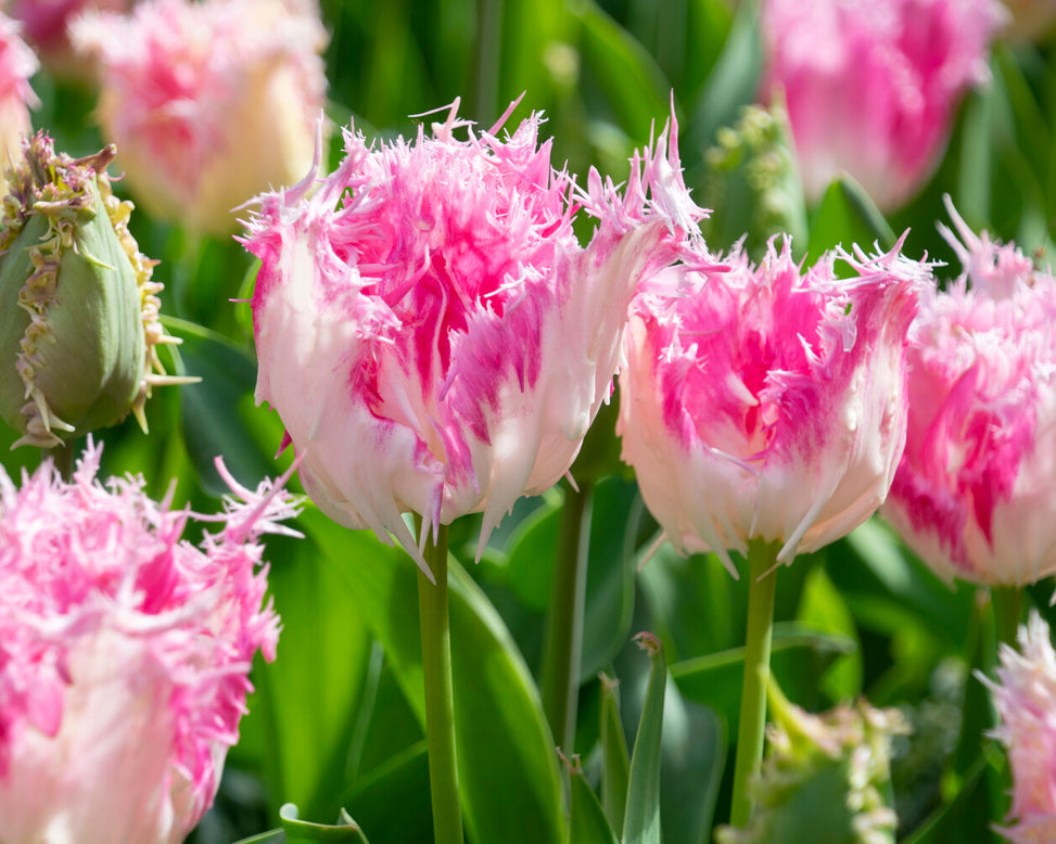 Tulip 'Drakensteyn'