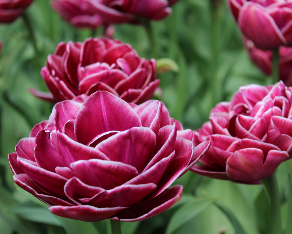 Tulip 'Dream Touch'