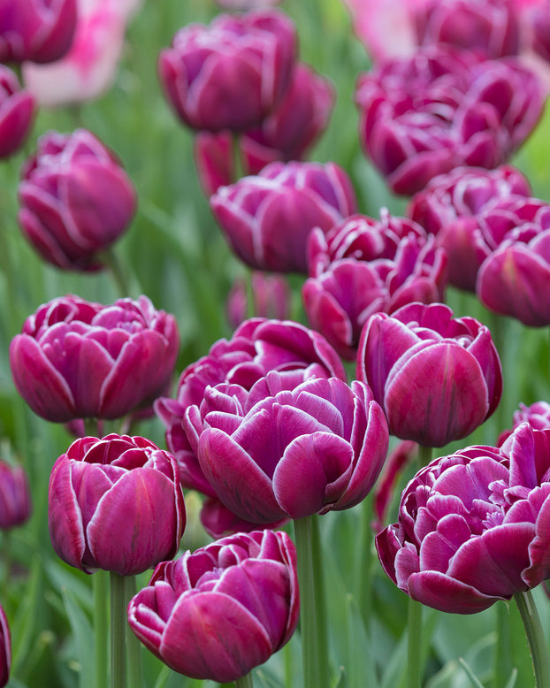 Flower BulbsDream Touch Bulbs UK - 3