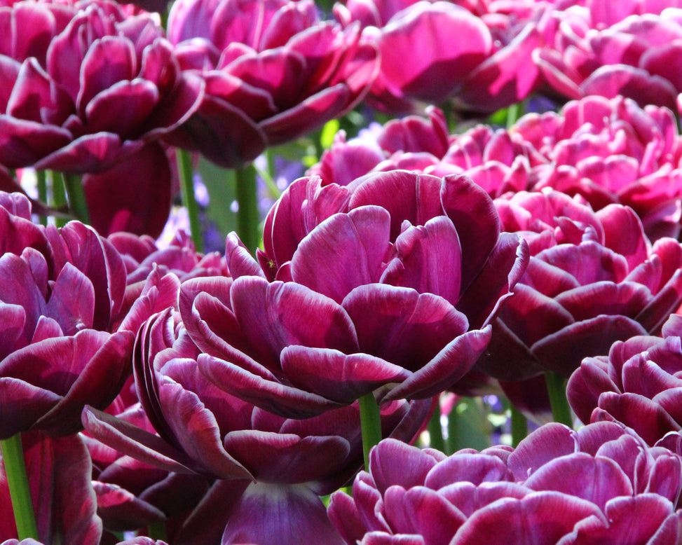 Tulip 'Dream Touch'