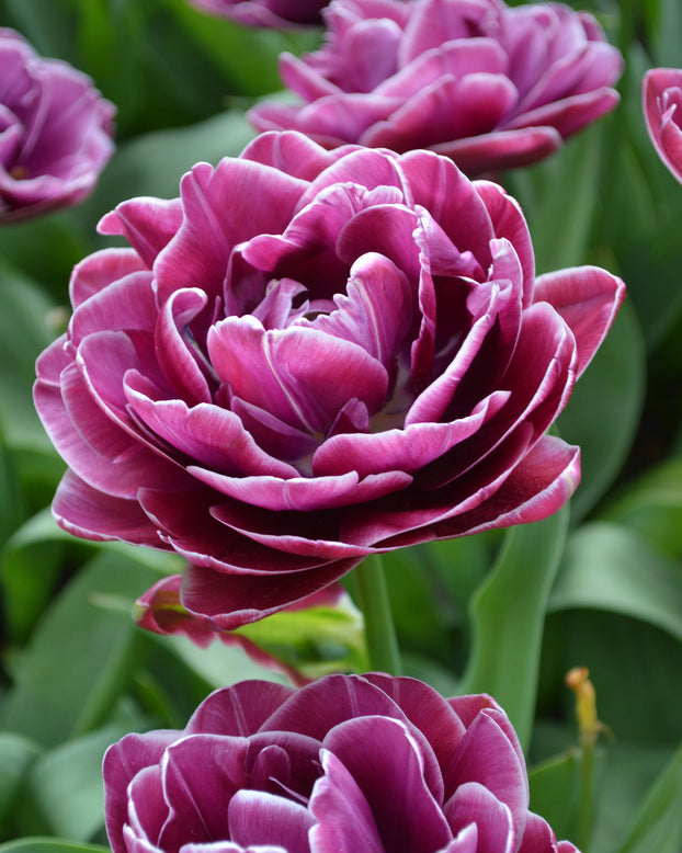 Flower BulbsDream Touch Bulbs UK - 1