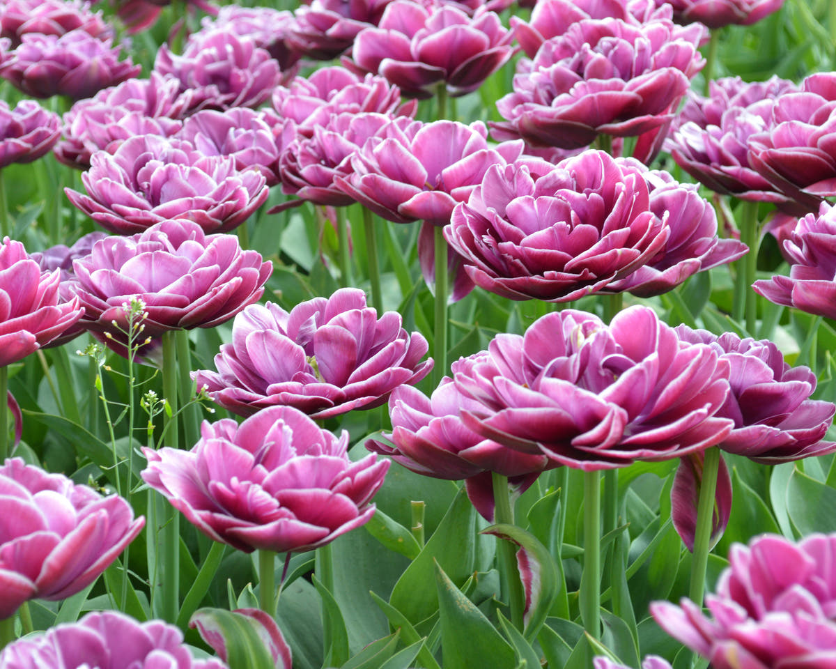 Flower BulbsDream Touch Bulbs UK - 4