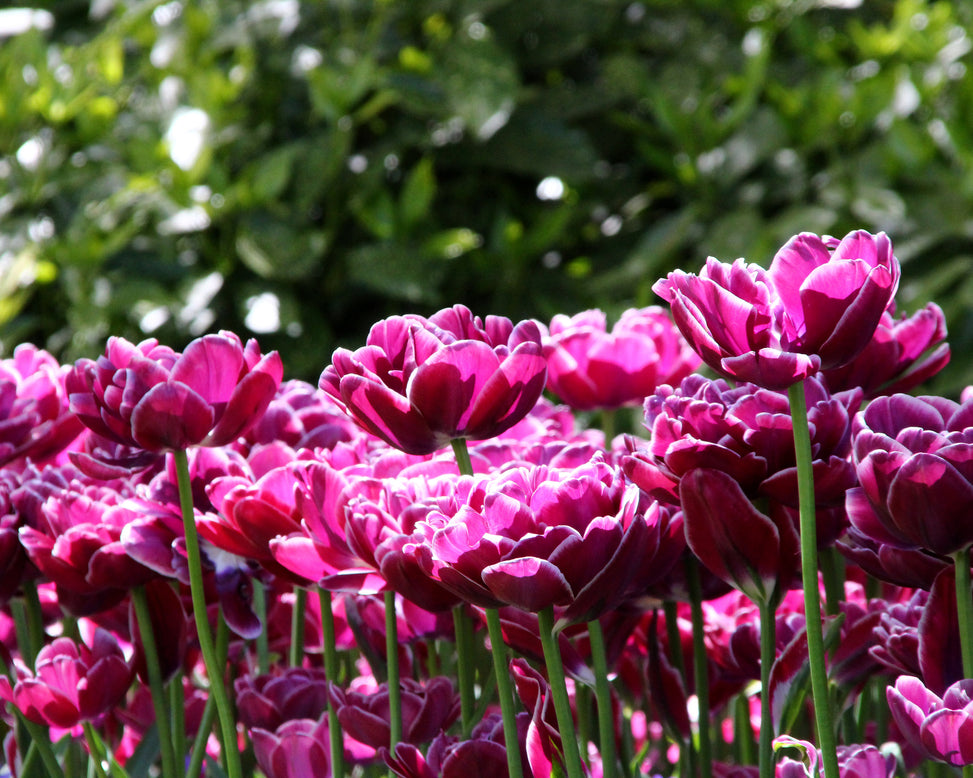 Tulip 'Dream Touch'