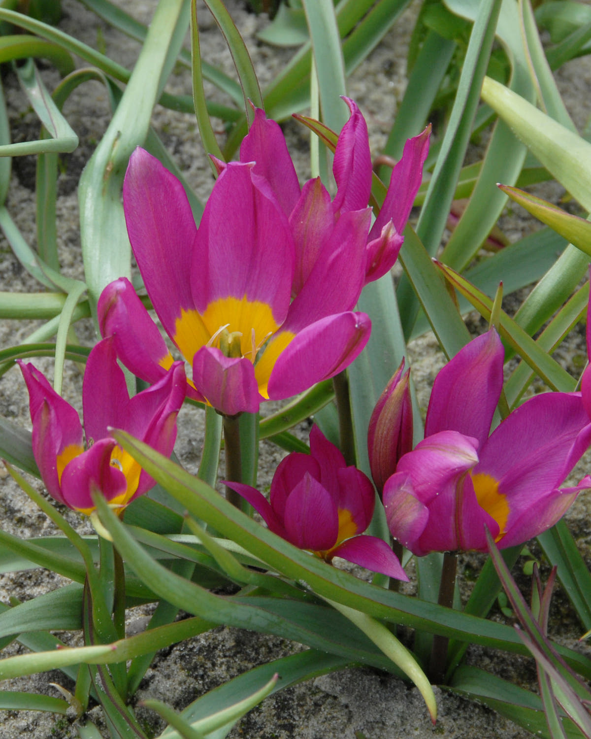 Flower BulbsPulchella Eastern Star Bulbs UK - 1