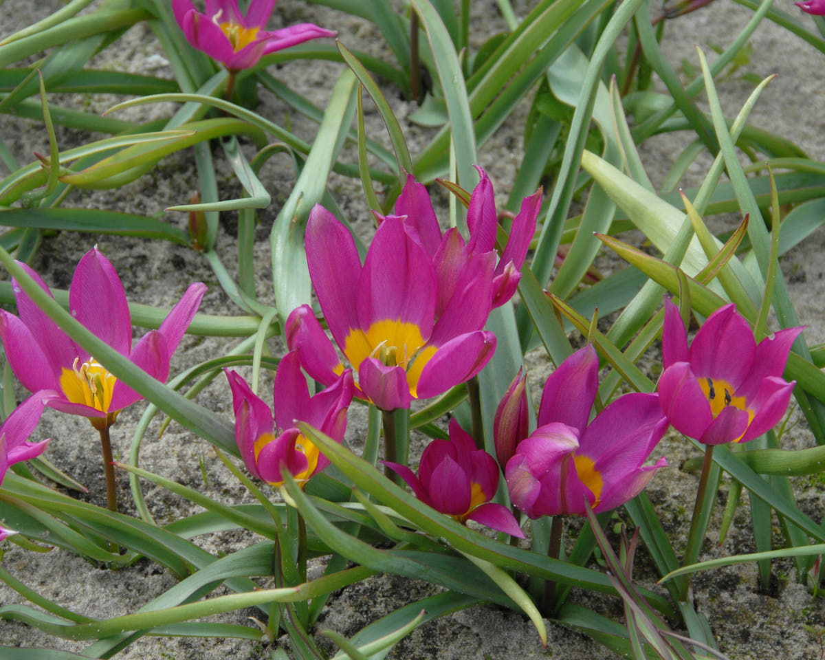 Flower BulbsPulchella Eastern Star Bulbs UK - 2