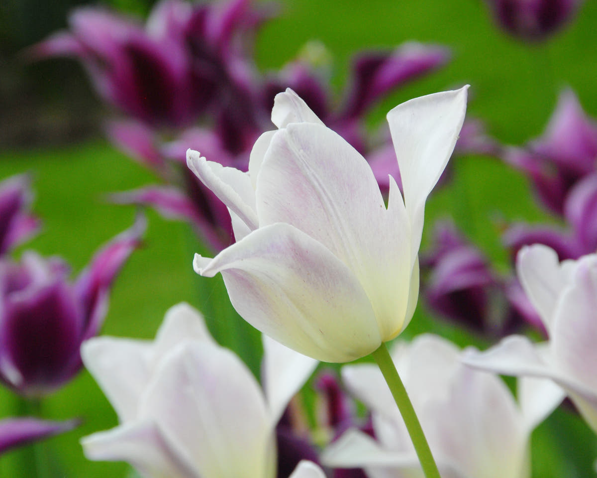 Flower BulbsElegant Lady Bulbs UK - 4
