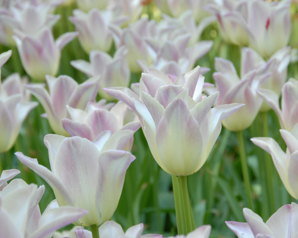 Flower BulbsElegant Lady Bulbs UK - 2