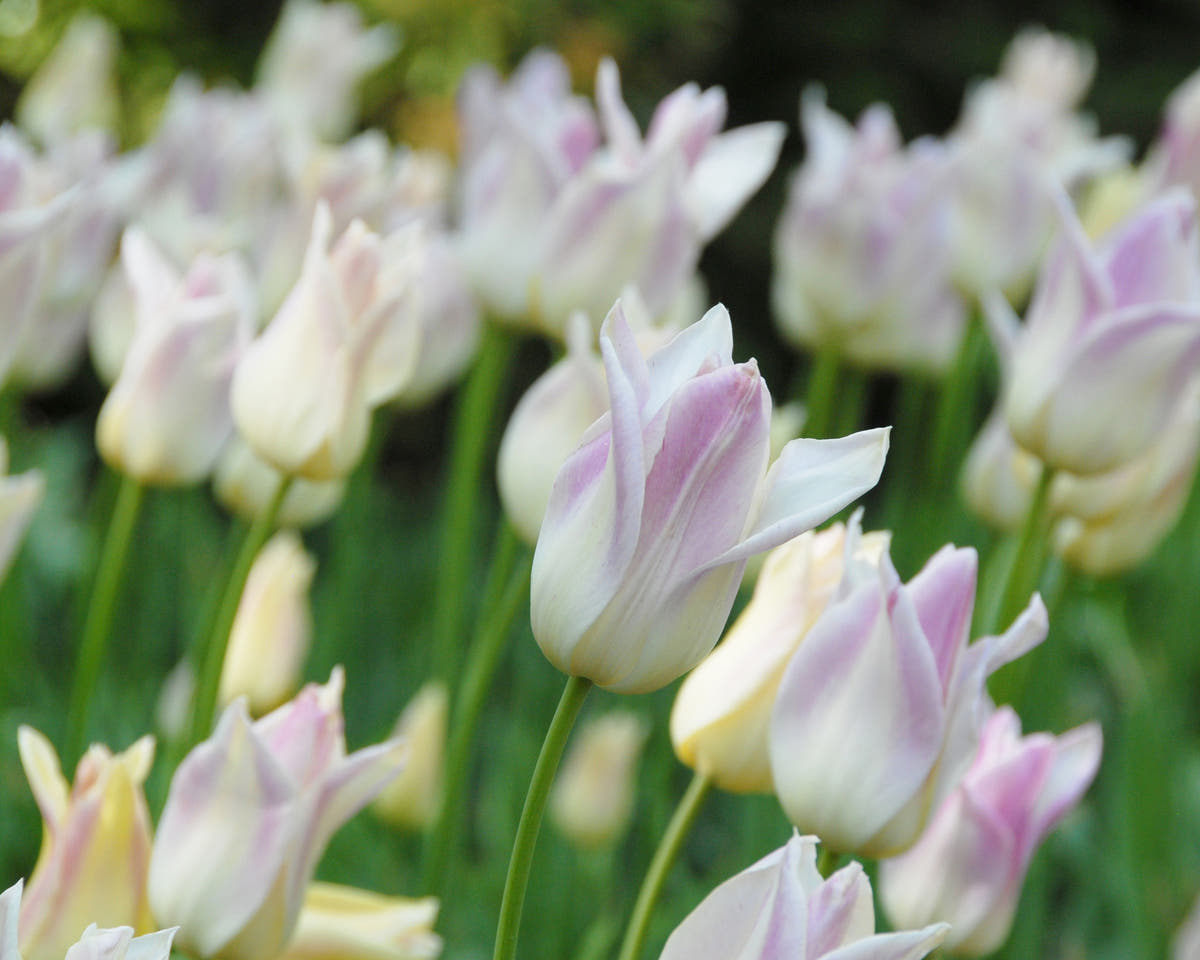 Flower BulbsElegant Lady Bulbs UK - 3
