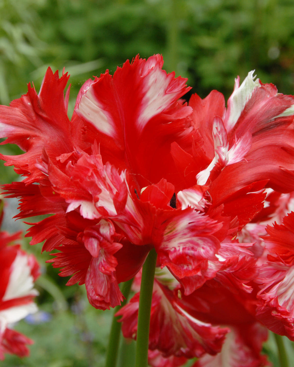 Flower BulbsEstella Rijnveld Bulbs UK - 1