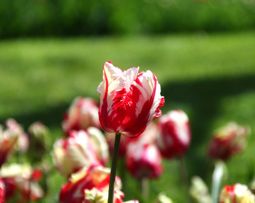 Tulip 'Estella Rijnveld'