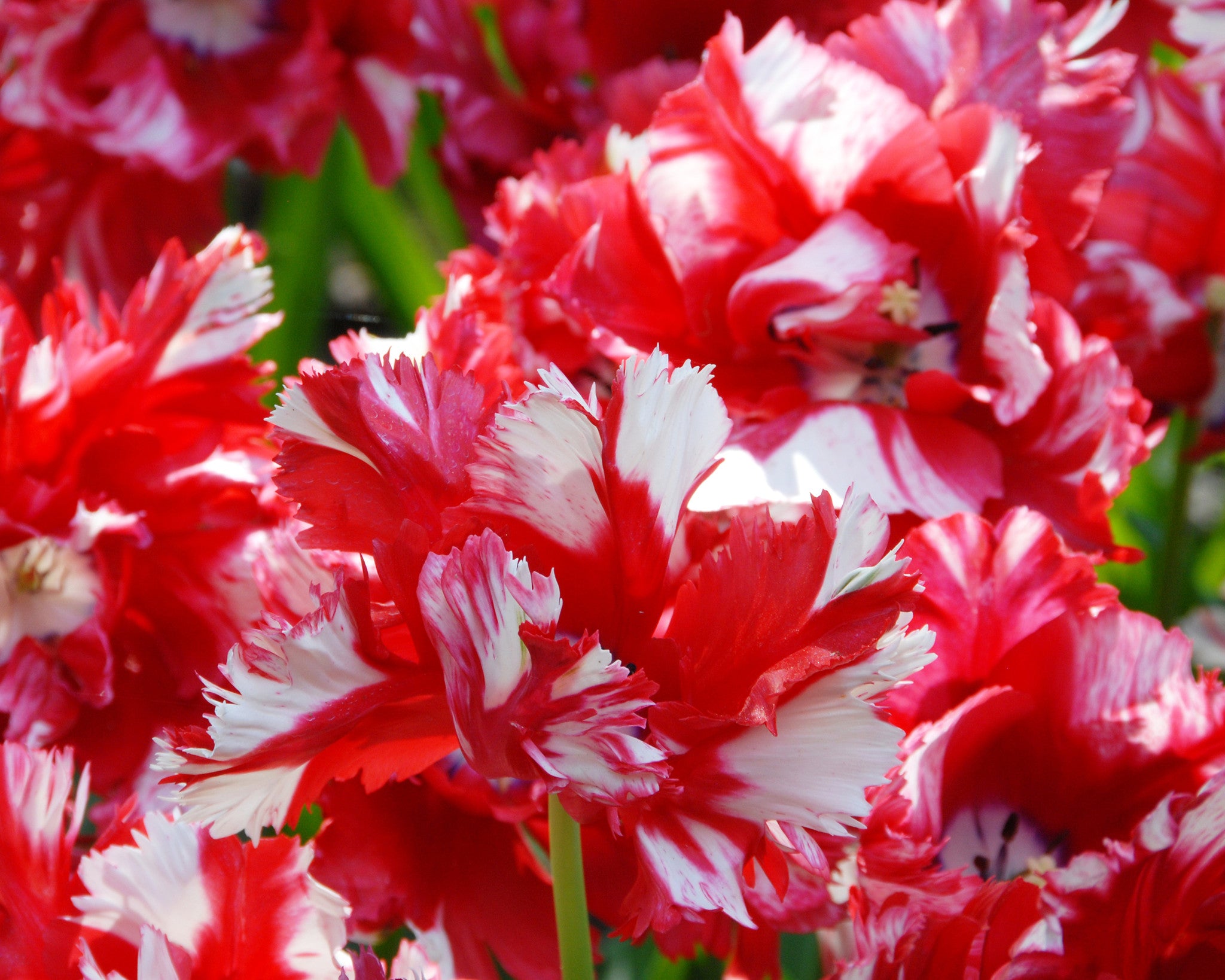 Tulip 'Estella Rijnveld' bulbs — Buy online at Farmer Gracy UK