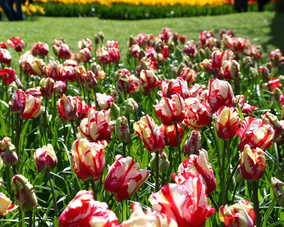 Tulip 'Estella Rijnveld'