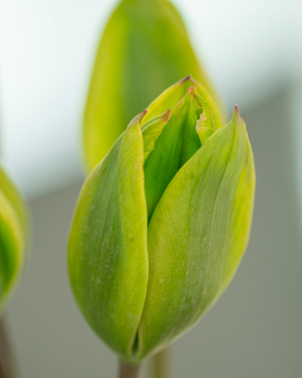 Flower BulbsEvergreen Bulbs UK - 2