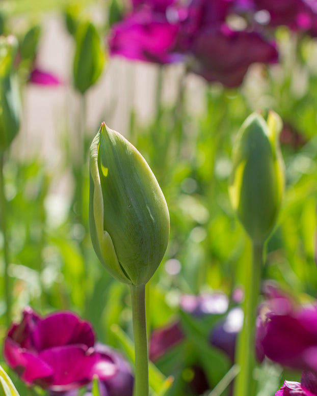 Flower BulbsEvergreen Bulbs UK - 3