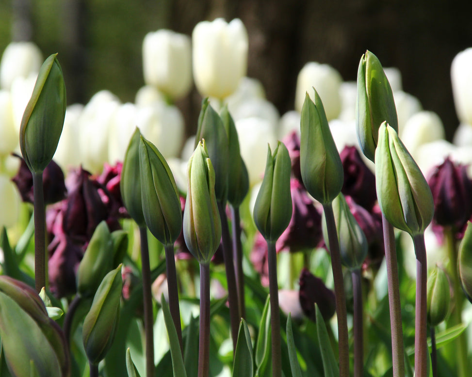 Tulip 'Evergreen'