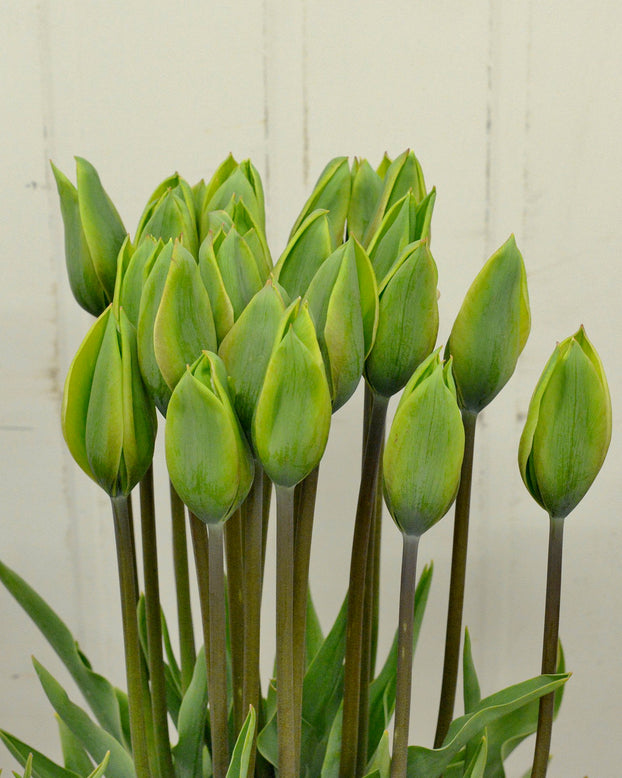 Tulip 'Evergreen'