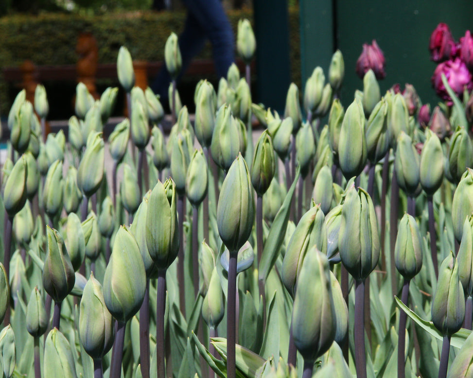 Tulip 'Evergreen'