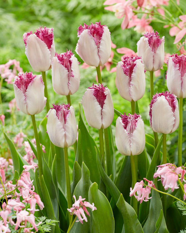 Tulip 'Eyelash'