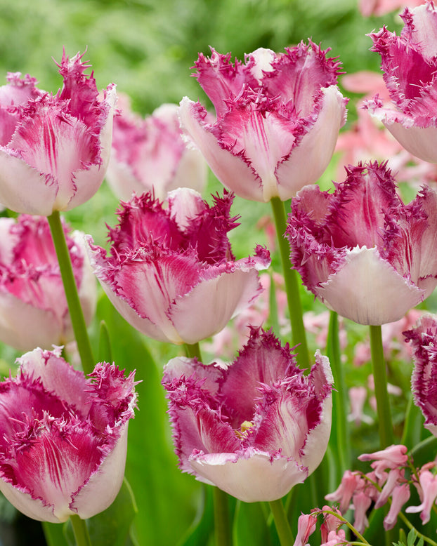 Tulip 'Eyelash'