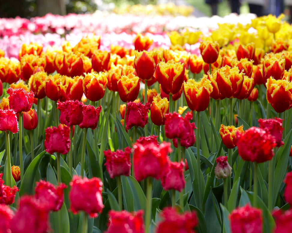 Tulip 'Fabio'