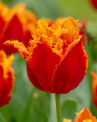 Tulip 'Fabio'