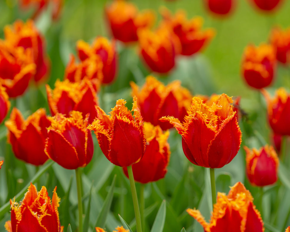 Tulip 'Fabio'