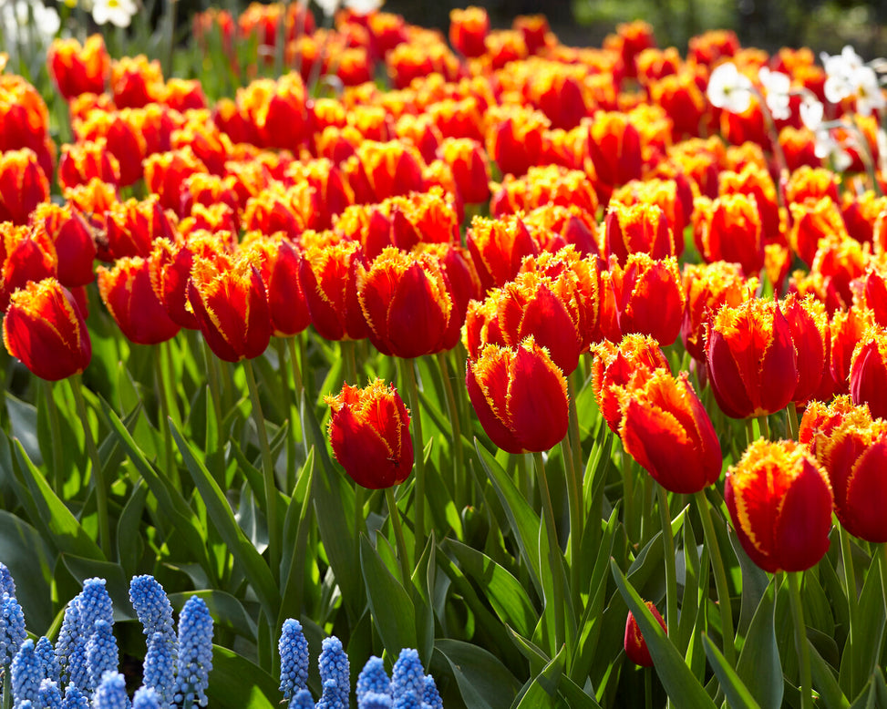 Tulip 'Fabio'