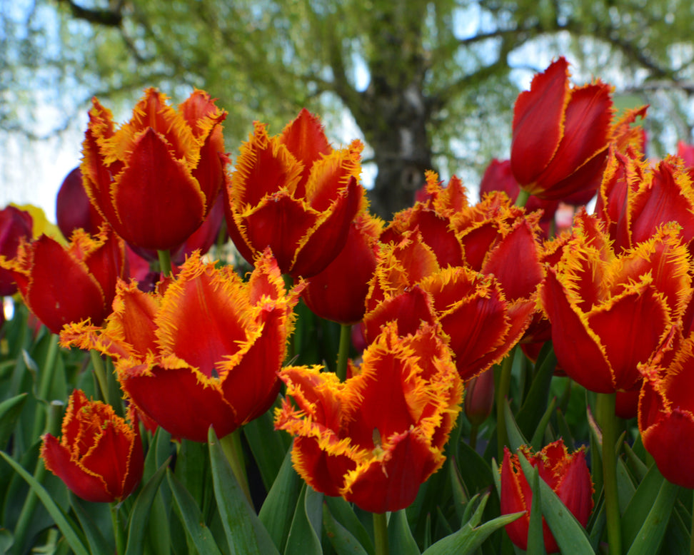 Tulip 'Fabio'