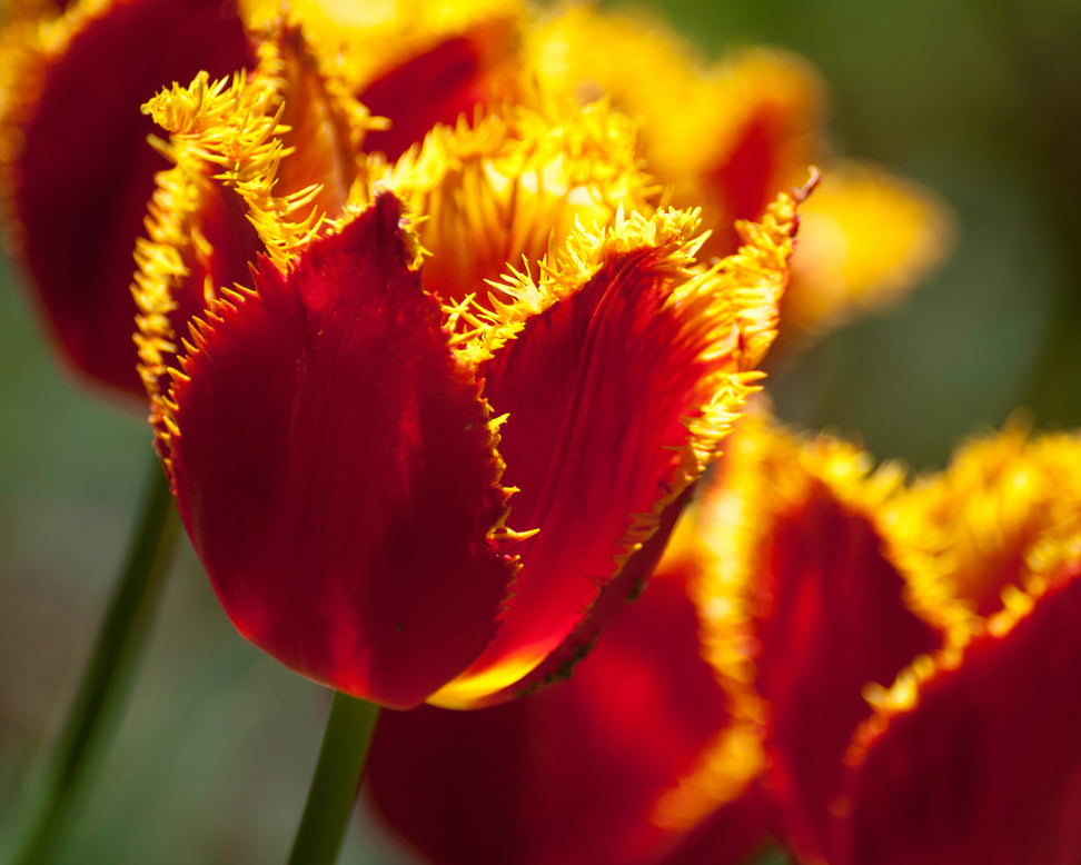 Tulip 'Fabio'