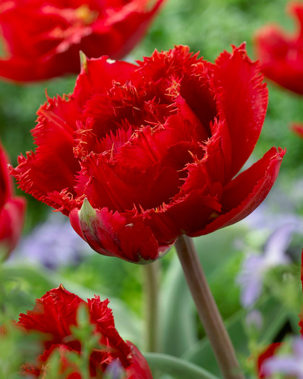 Tulip 'Fiery Dream'