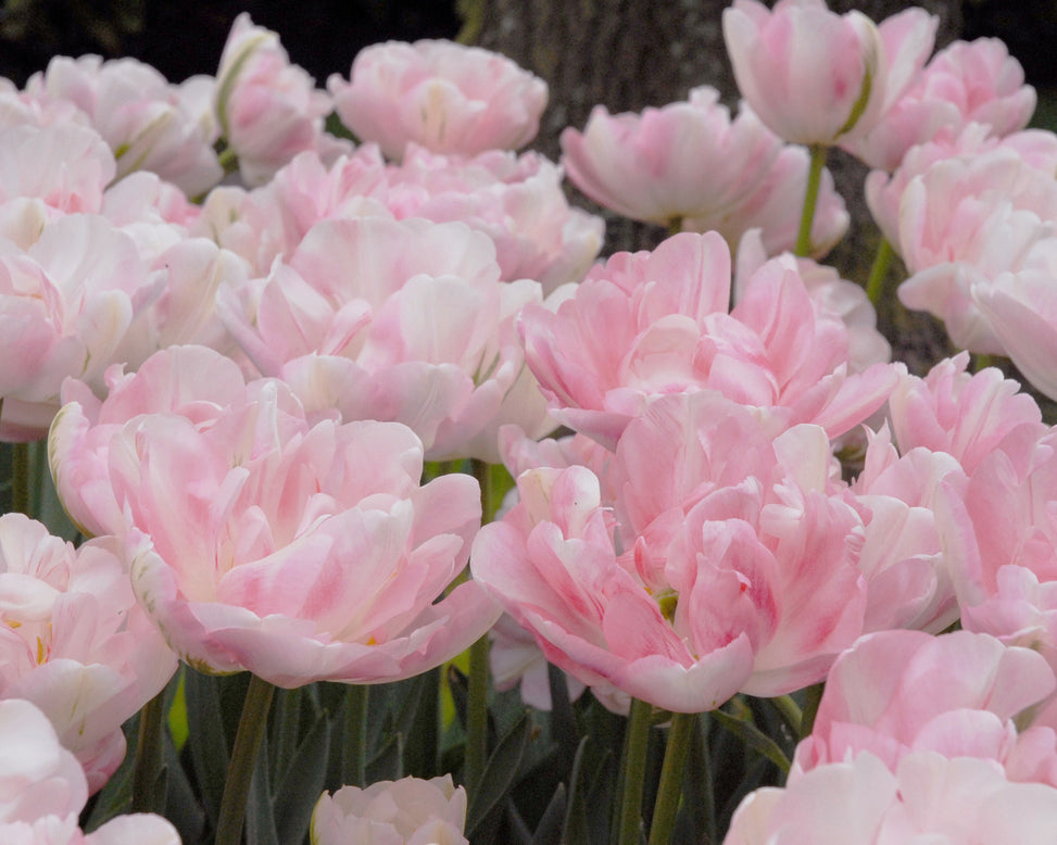 Flower BulbsFinola™ Bulbs UK - 3