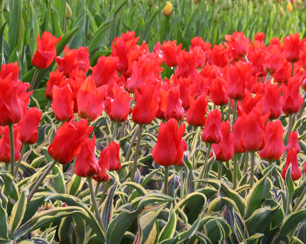 Tulip 'Fire of Love'