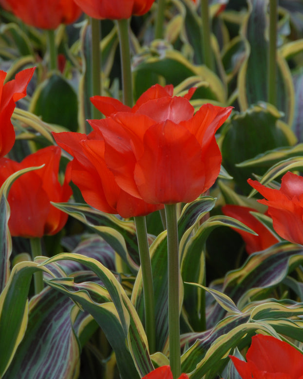Tulip 'Fire of Love'