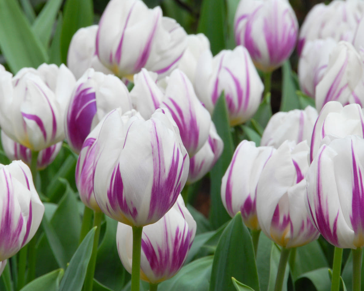 Flower BulbsFlaming Flag Bulbs UK - 5