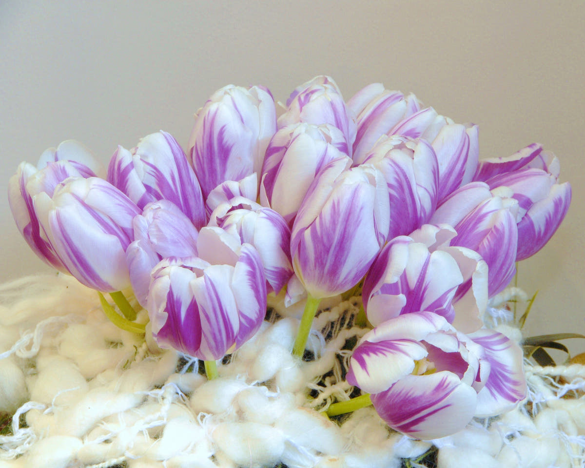Flower BulbsFlaming Flag Bulbs UK - 4