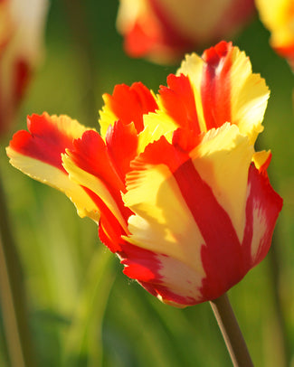Tulip 'Flaming Parrot'
