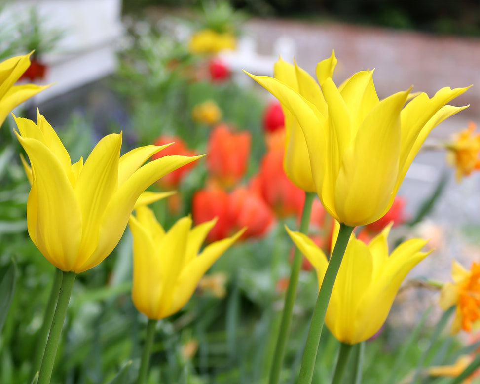 Tulip 'Flashback'