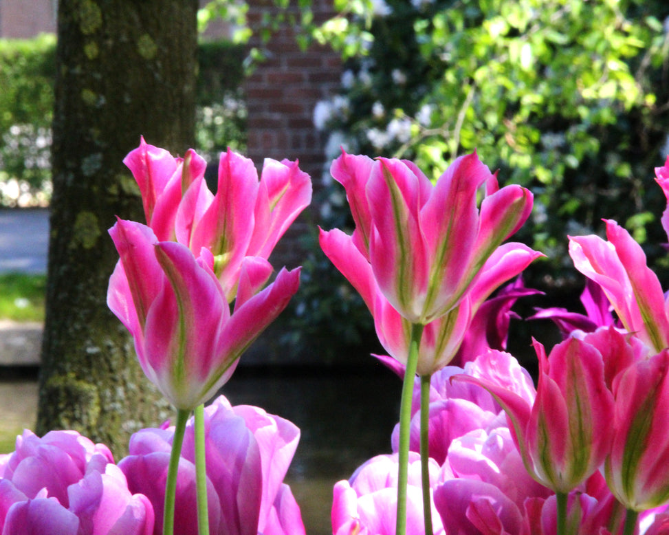 Tulip 'Florosa'