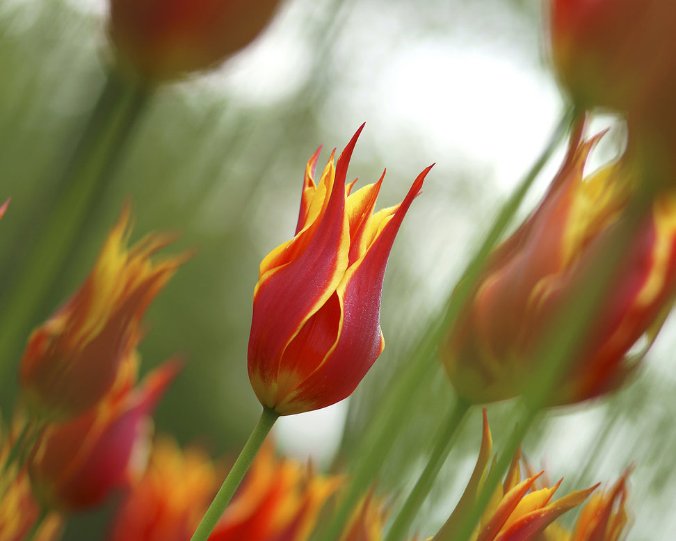 Tulip 'Fly Away'