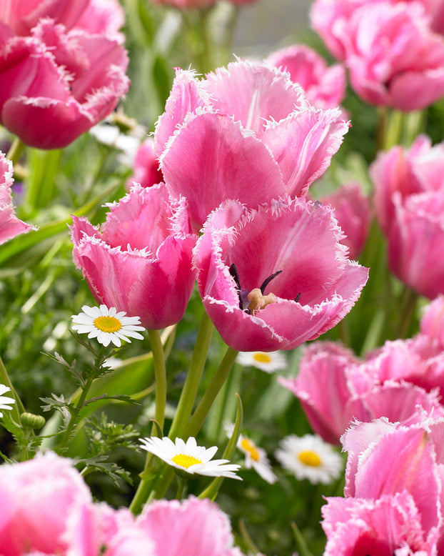 Tulip 'Fringed Family'