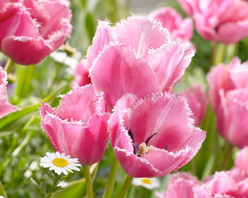 Tulip 'Fringed Family'