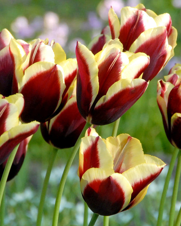 Tulip 'Gavota'