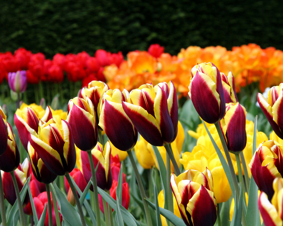 Tulip 'Gavota'